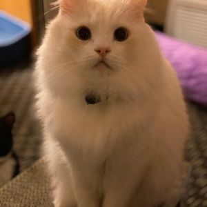 Meet your Posher, Charles